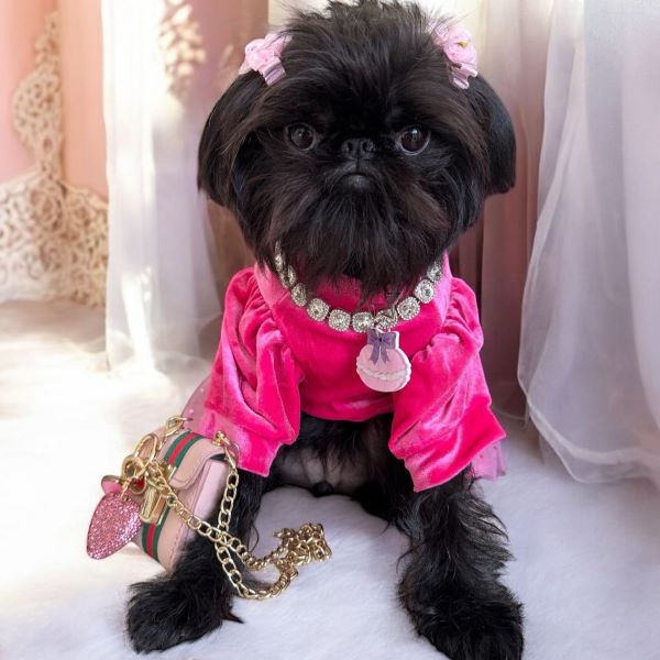 Brussels Griffon: The Tiny Dog with a Big Personality