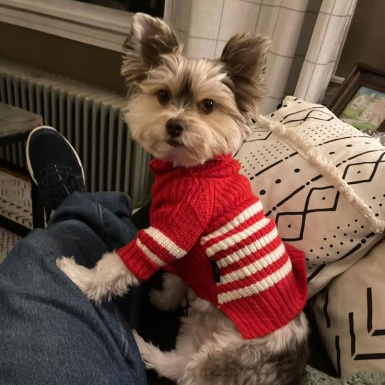 A small, long-haired terrier mix in a red and white striped sweater sits on a person's lap.