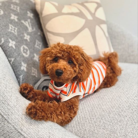 A cute brown poodle wearing a striped shirt lying on a couch.