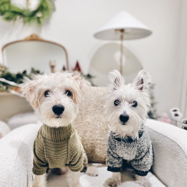Can Outfits Alleviate Your Dog's Anxiety?