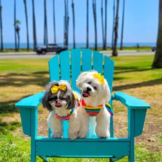 Cute Rainbow Dog Dresses