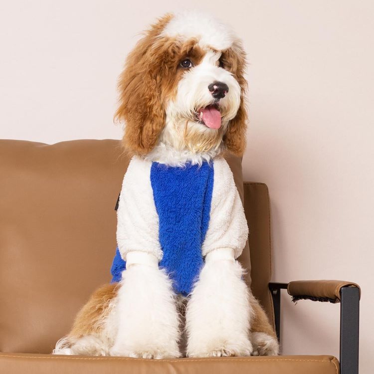 Cockapoo: The Adorable and Loving Hybrid Taking Over Homes