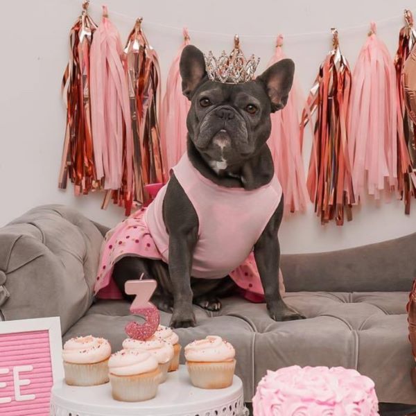 Frenchie in a Pink Dog Dress with Polka Dot 
