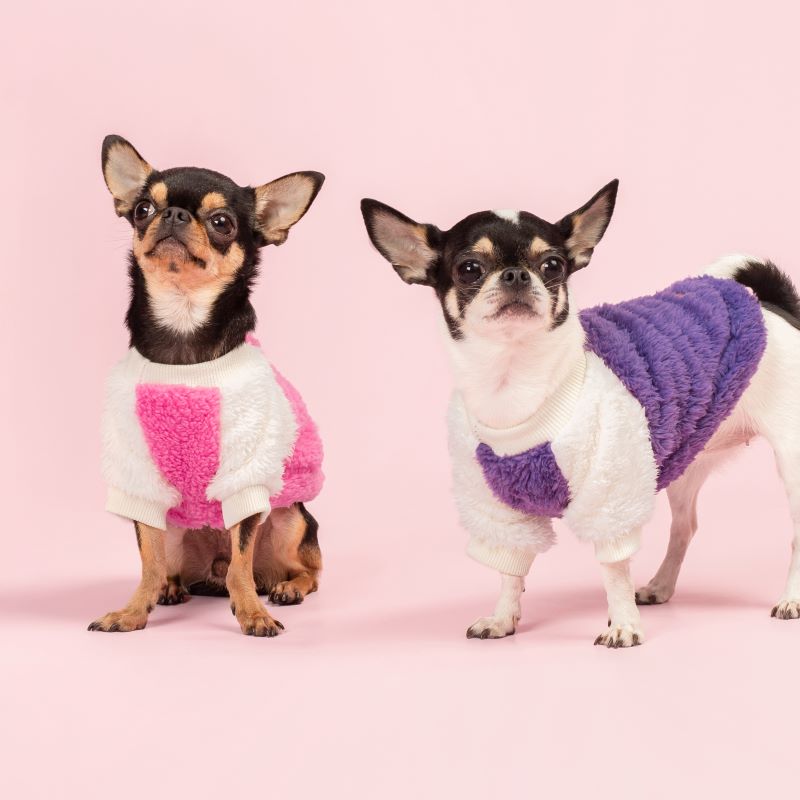 Everything You Need to Know About the Cheagle: The Adorable Chihuahua-Beagle Mix