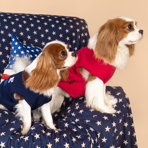 Stars, Stripes, and Paws: Celebrating the 4th of July with Your Dog