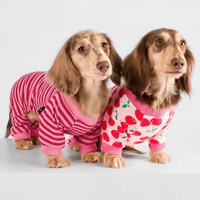 Dachshunds in Pink Waffle Striped Dog Pajamas