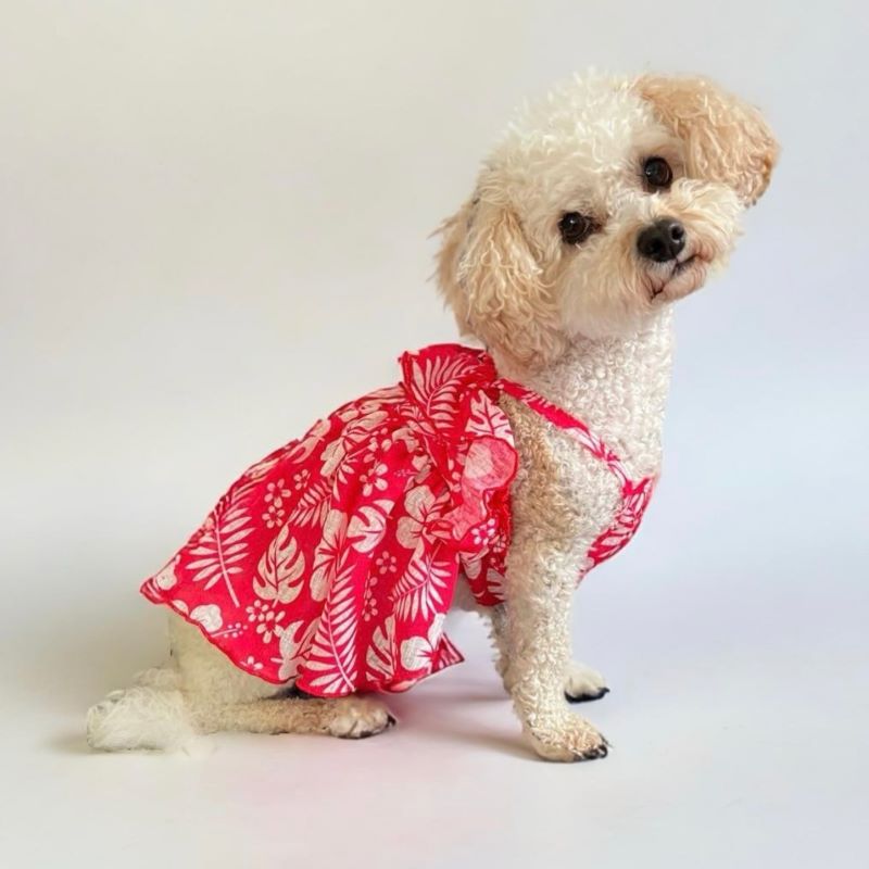 Unleashing What’s Behind of a Dog’s Sense of Smell