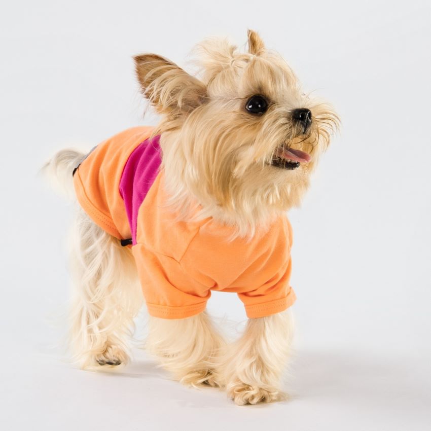 Yorkie in a Color Block Dog Shirt