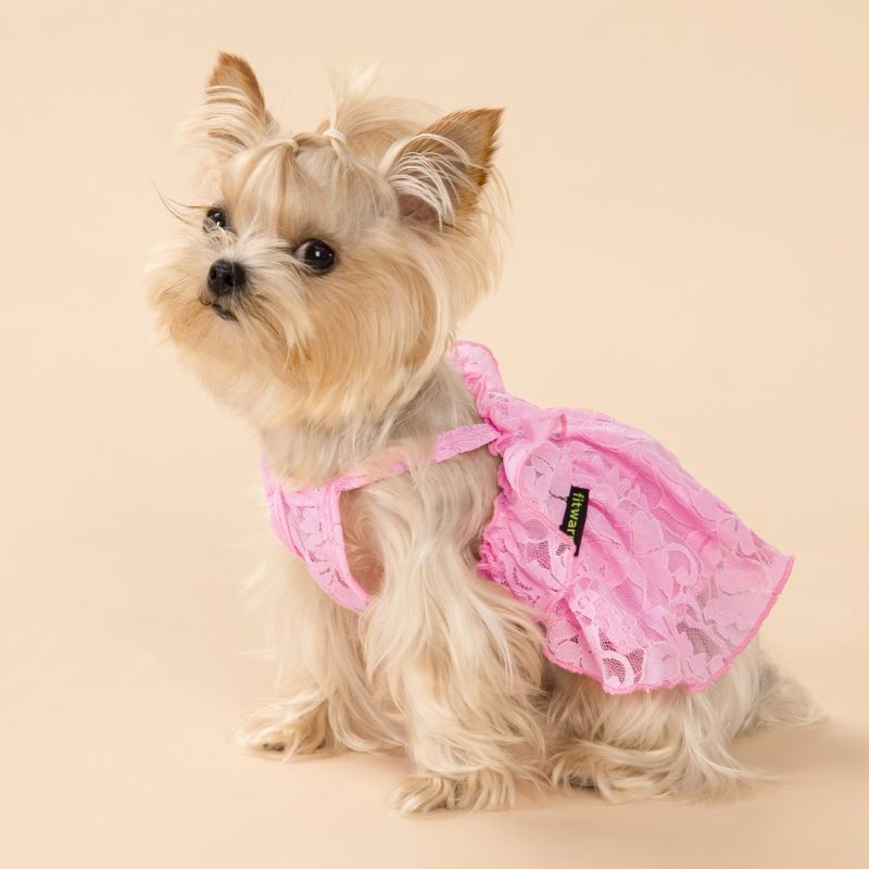 How a Dog's Personality Influences Their Behavior