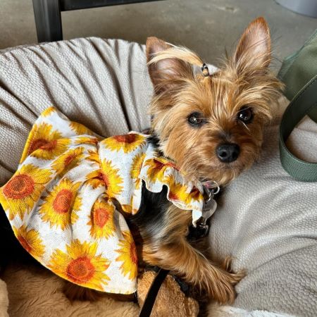 Yorkie Colors: Exploring the Beauty of This Beloved Breed