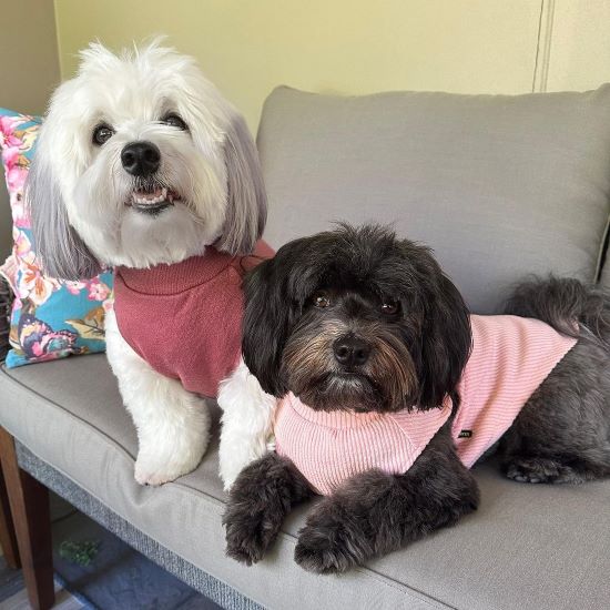 Sociable Personality of the Havapoo: Why It’s the Perfect Family Companion