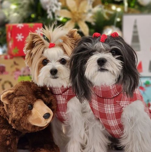 Do Dogs Like It When You Hug or Kiss Them?