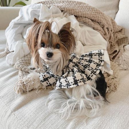 Elegant and Practical: Discover the Charm and Benefits of White Doggy Clothes