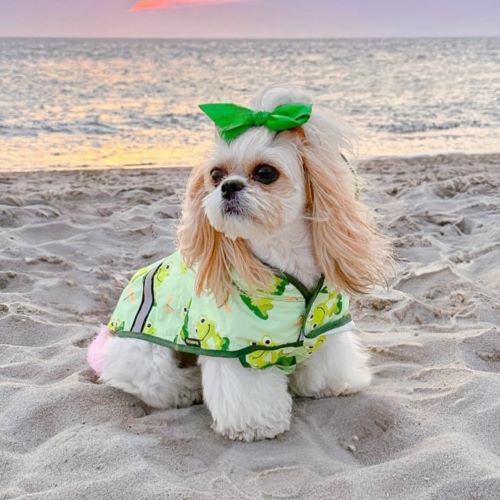 Tips for Rainy Day Dog Outdoor Activities