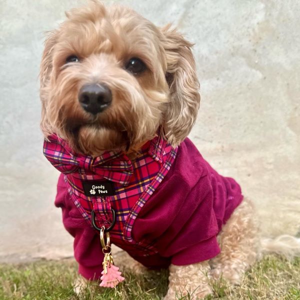 Winter Turtleneck Sweater for Dogs - Fitwarm Dog Clothes