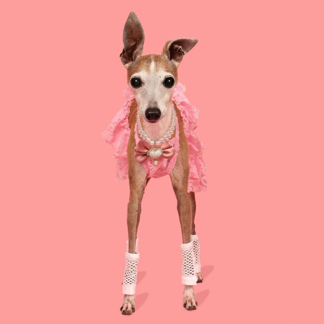 Italian Greyhound in a Pink Lace Dog Dress