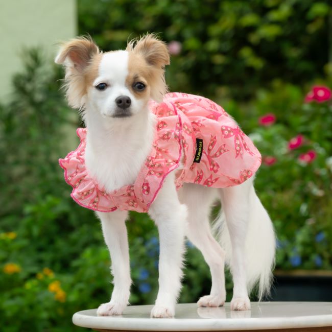 Meet the Rat Terrier Chihuahua Mix: The Little Pup with Big Personality