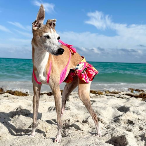 Join the Green Revolution: Action Steps for a Healthier Planet