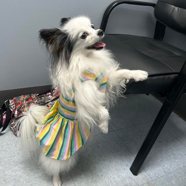 Papillon Dog: The Charming Companion Taking the Dog World by Storm