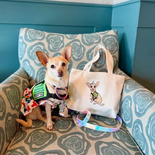 Chihuahua wearing a colorful floral dress and pink leash, sitting on a patterned chair.