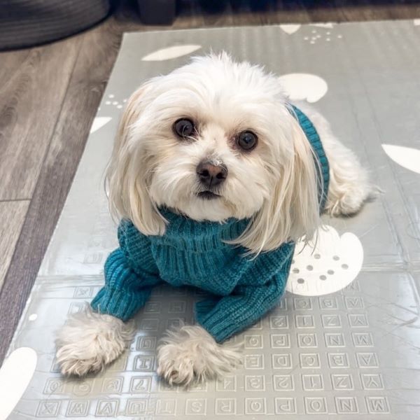Is Your Dog Insecure?