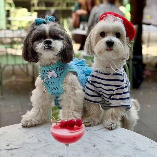 Two stylish small dogs, one wearing a blue vest and one in striped outfit, sharing a pink cocktail, showcasing perfect pet fashion coordination.