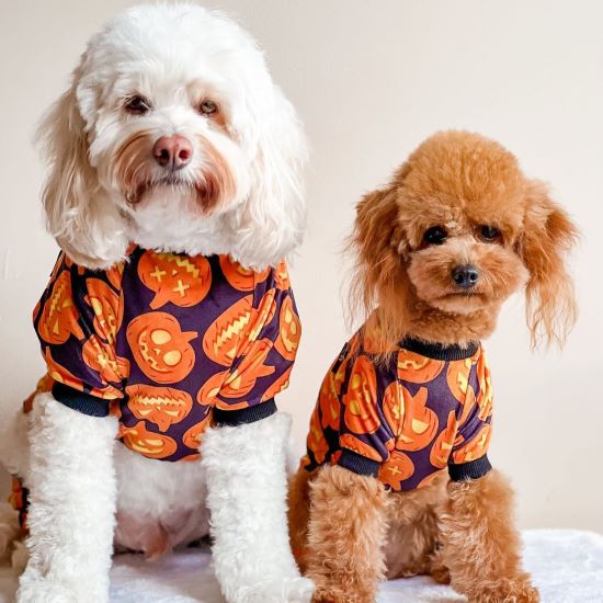 How to Host a Dog-Friendly Halloween Party？