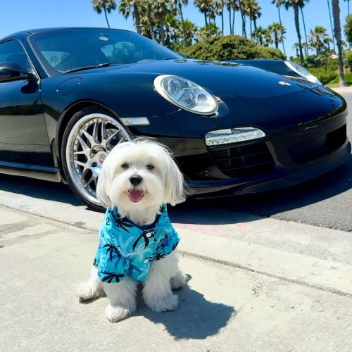 Why Do Dogs Shed? What to Know and How to Deal With It