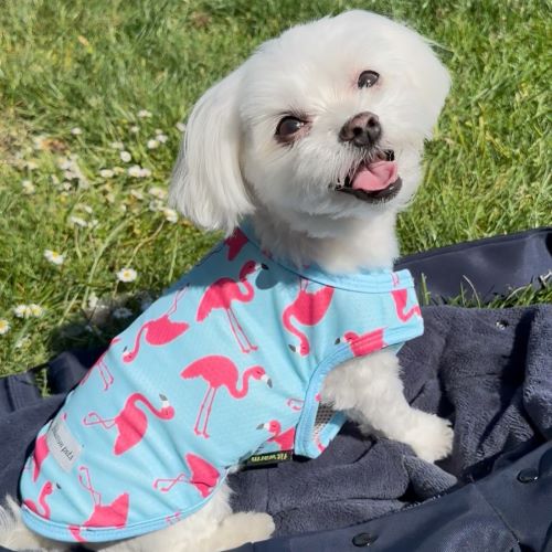A white Maltese dog smiles while wearing a blue and pink flamingo print cooling vest.