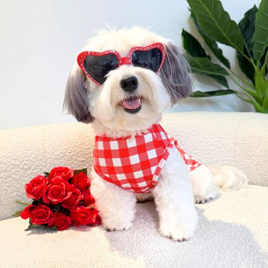 A white dog wearing a red and white checkered outfit and heart-shaped sunglasses, sitting indoors next to a bouquet of red roses.