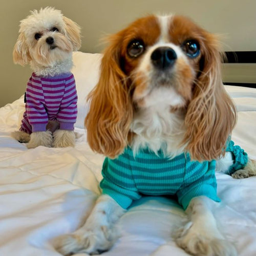 Dogs in Waffle Striped Dog Pajamas