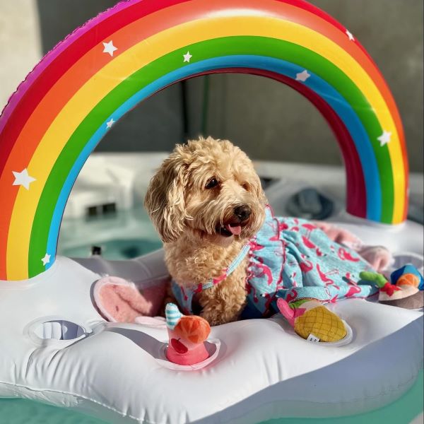 Cavapoo in a Flamingo Dog Dress