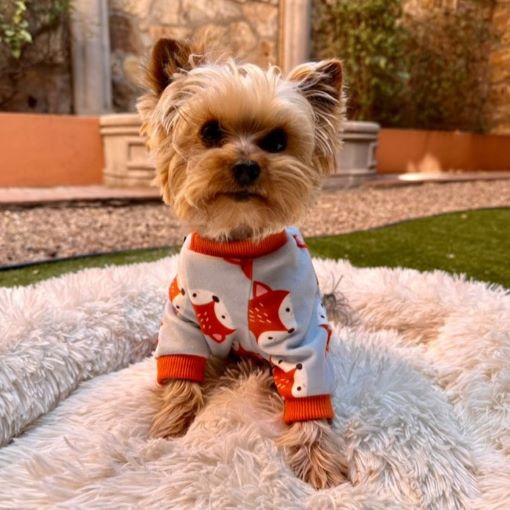 Small Yorkshire terrier dog wearing comfortable red and white sleepwear sitting on soft blanket for better sleep.