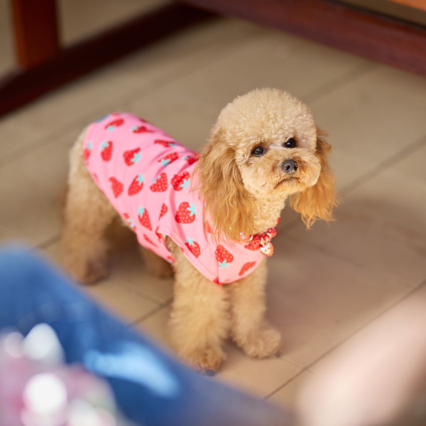 Small brown Cavapoo wearing a pink heart-patterned Shirt, standing on an indoor floor, showcasing stylish pet fashion.