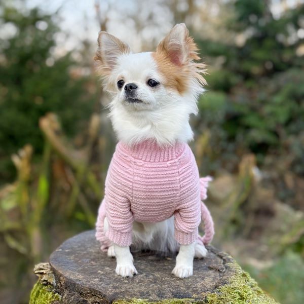 Spring is Coming: Time to Enjoy Outdoor Dog Activities