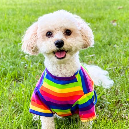 Spring Break Dog Travel Tips | Pet Travel Guide – Fitwarm