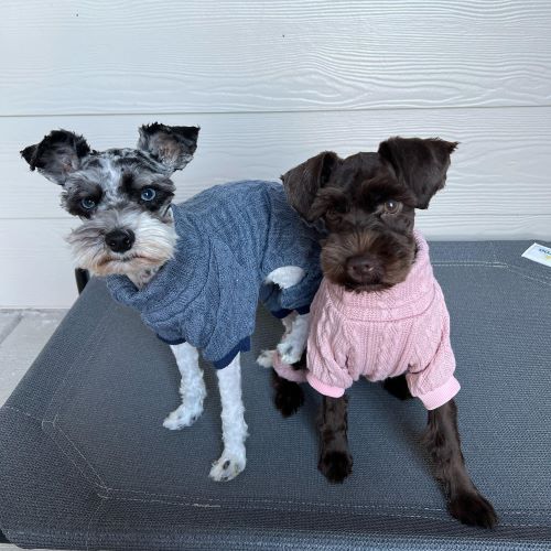 Reasons to Make This Poodle-Schnauzer Mix Your New Best Friend