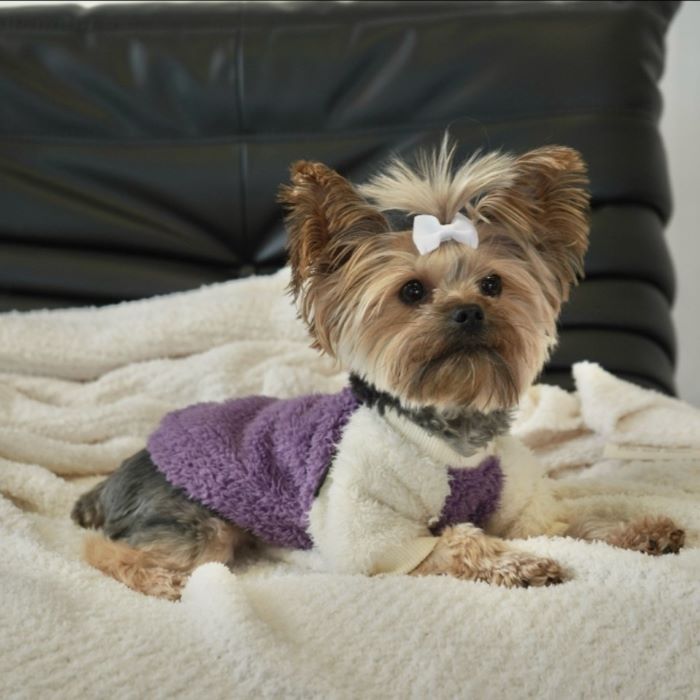 How Big Do Yorkies Get? Size, Growth, and Care Tips
