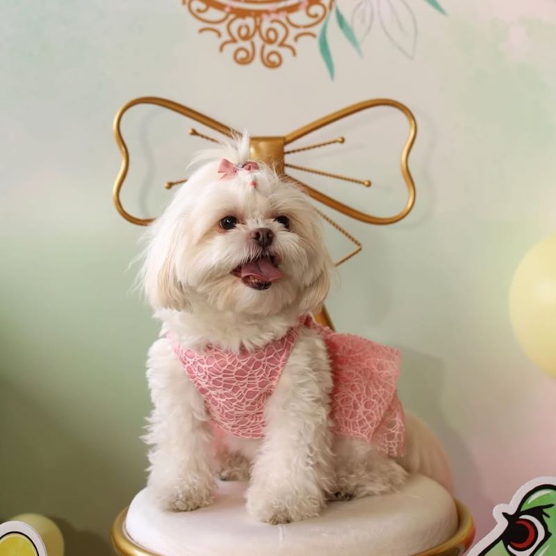 White Maltese dog wearing pink lace dress with golden bow headband sitting on decorative platform