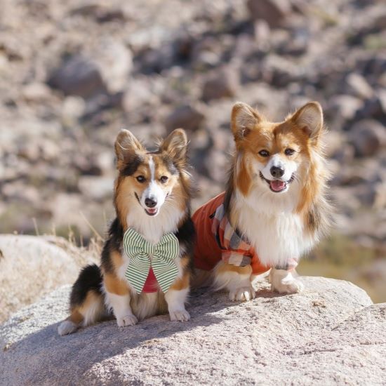 How Much Exercise Do Dogs Need?