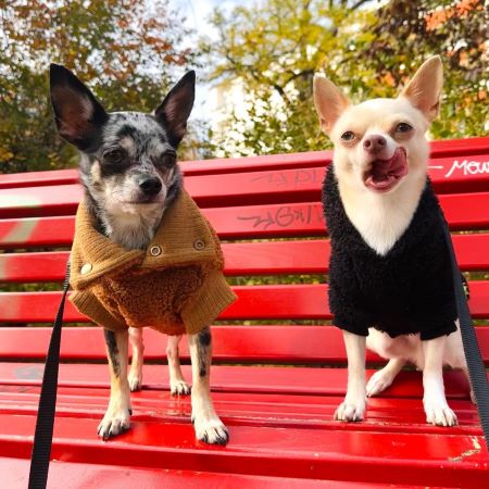 Why Do I Have Separation Anxiety From My Pets?