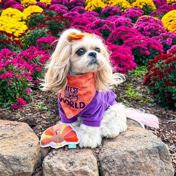 How Long Do Shih Tzu Live? Lifespan, Health, and Care Tips