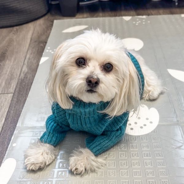 Why Do Dogs Smell Like Fritos? A Guide to the Mystery