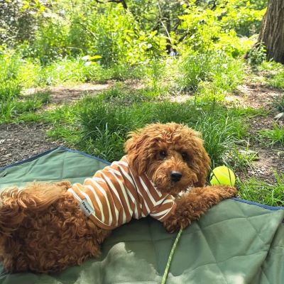 Bassetoodle: A Tender-Hearted Companion Gaining Fans Everywhere