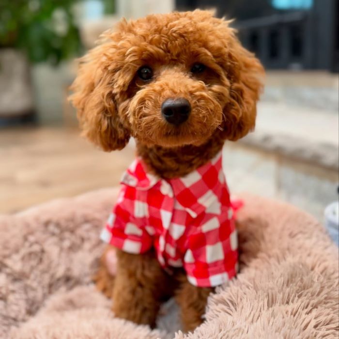 Why Some Dogs Don’t Want to Wear Clothes—and What You Can Do