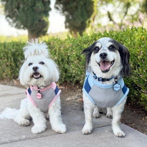 Happy healthy dogs sitting together outdoors enjoying nutritious treats and proper pet care routine.