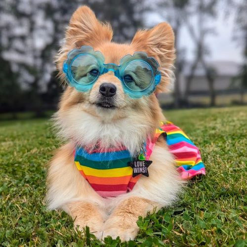 How Much Do Dogs Understand Humans?