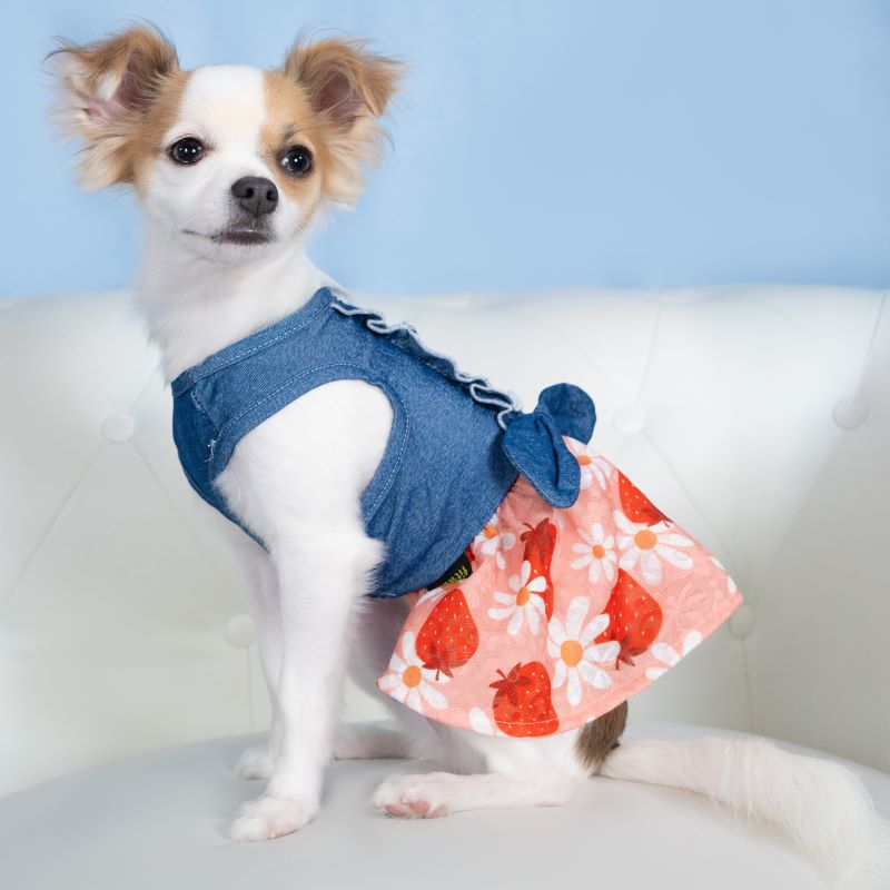 White Chihuahua wearing denim strawberry print dress against blue background