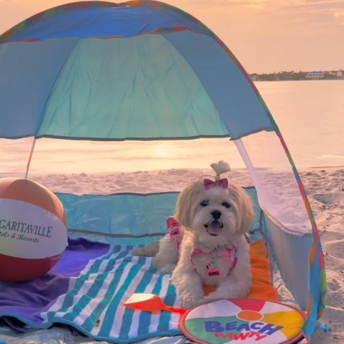 Essential Seasonal Dog Skin Care Tips for Every Weather