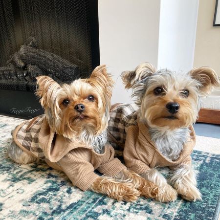 Hair Caring of Male Yorkie: Achieve Chic Look and Clean Home
